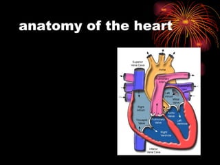 anatomy of the heart 
