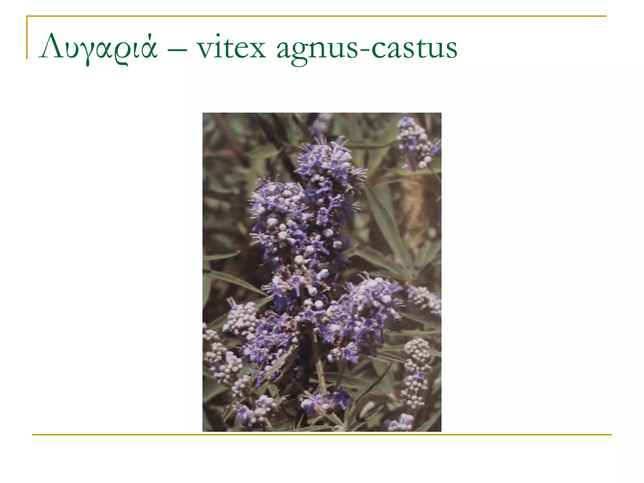 Λυγαριά – vitex agnus-castus  