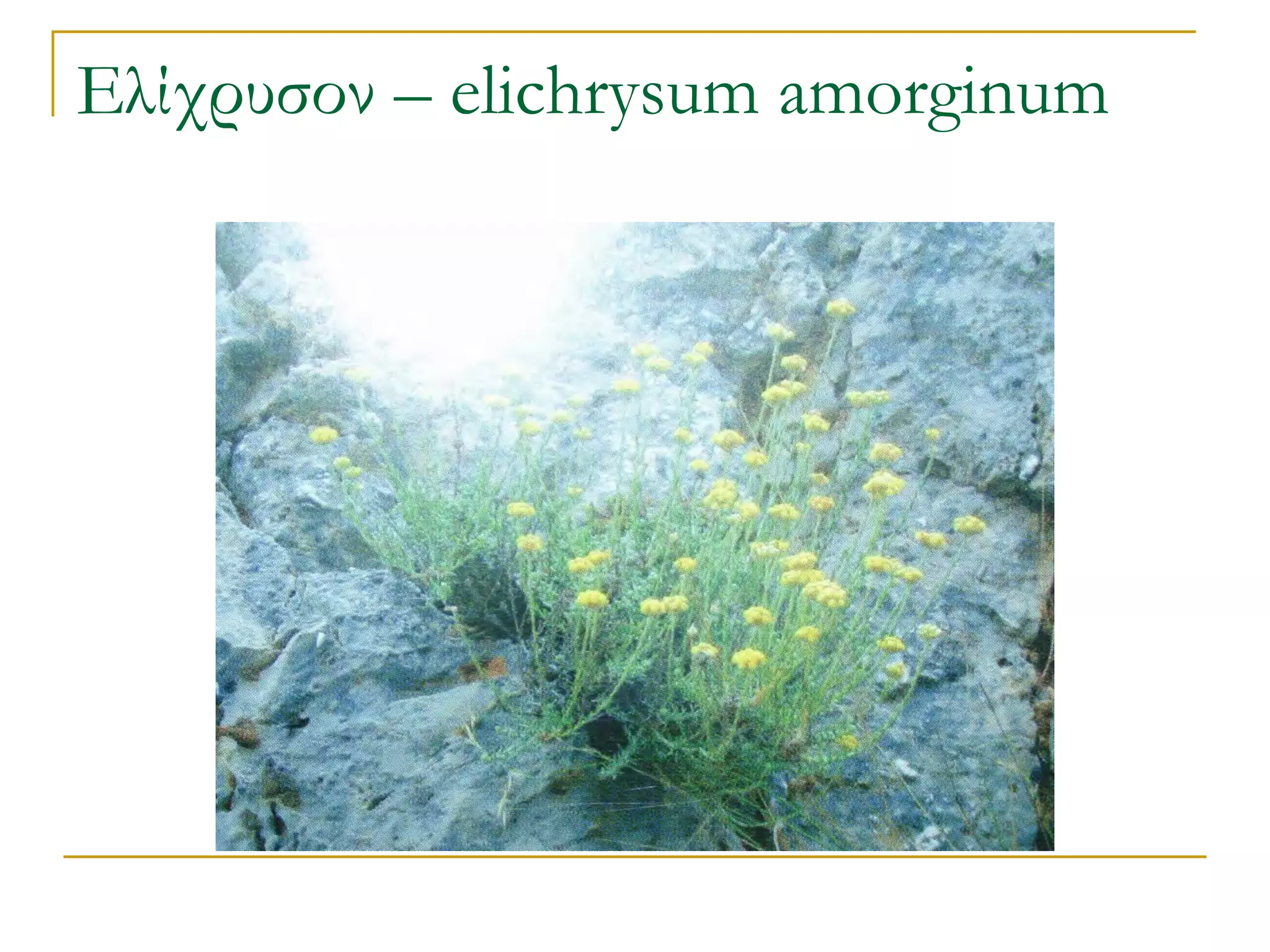 Ελίχρυσον – elichrysum amorginum  