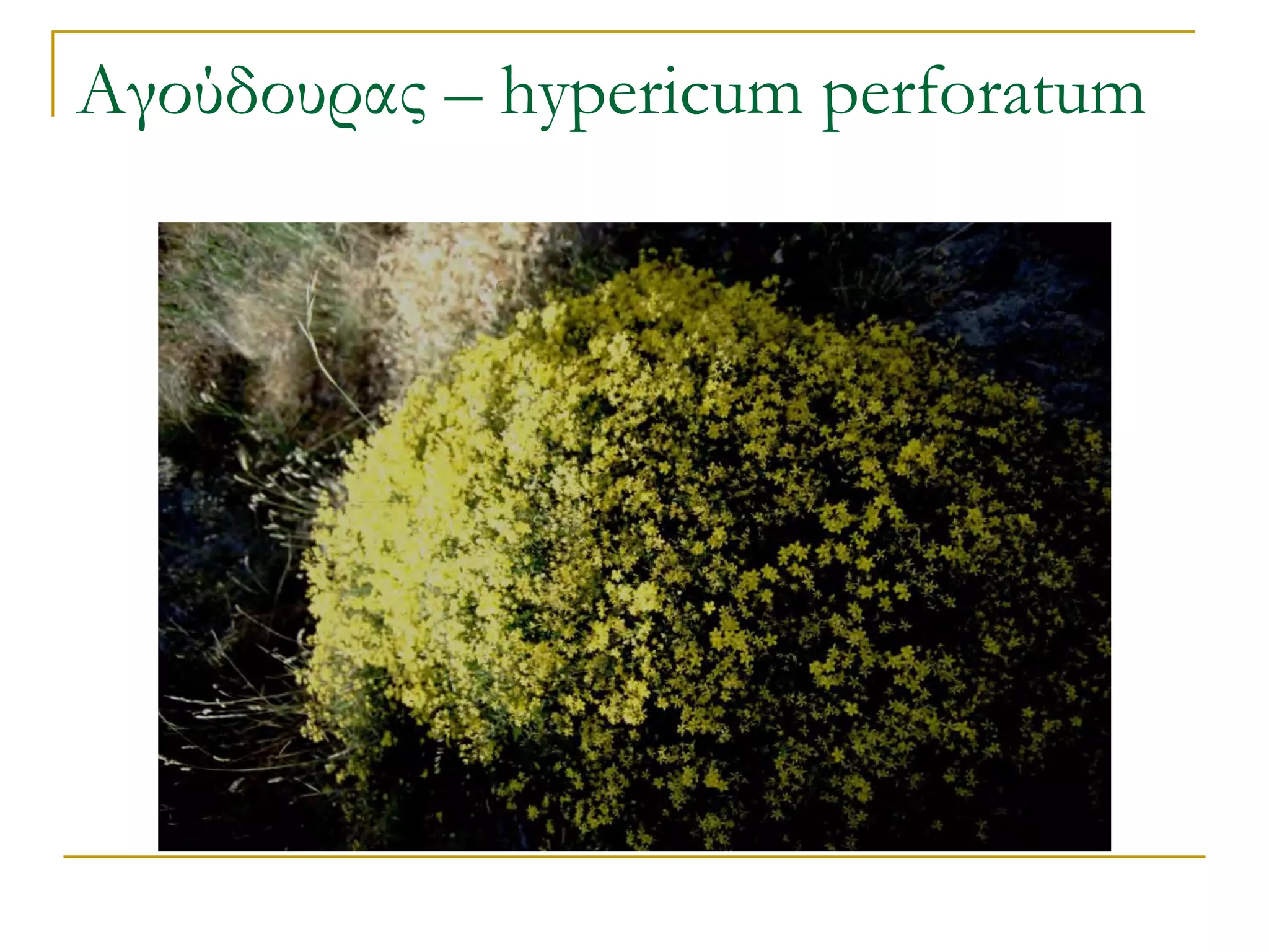 Αγούδουρας – hypericum perforatum  