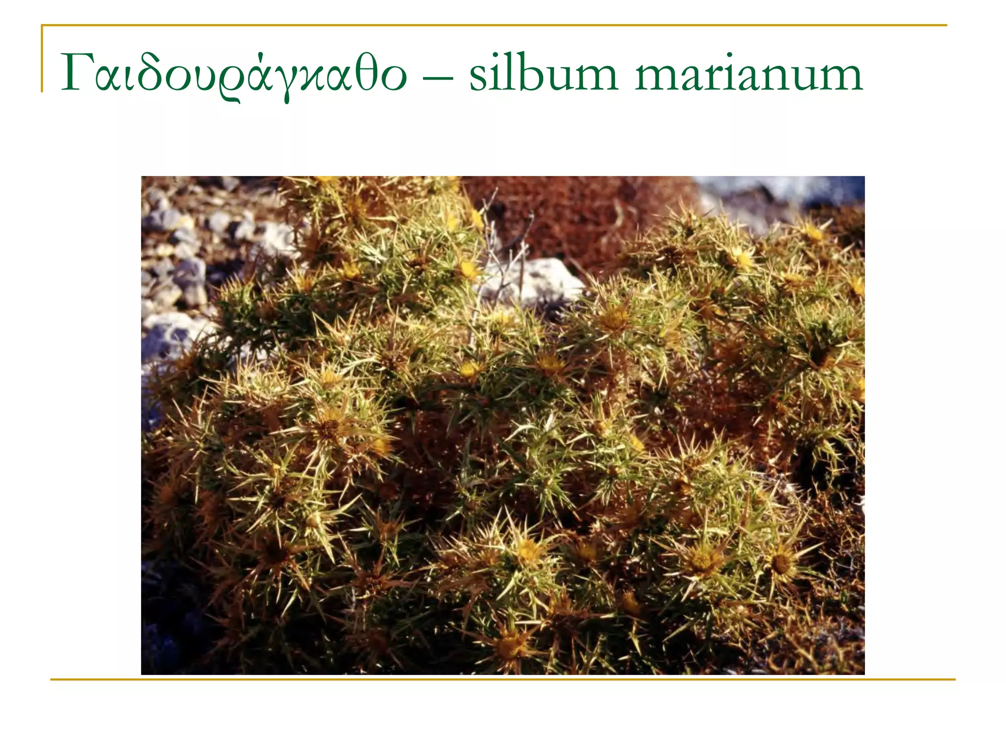 Γαιδουράγκαθο – silbum marianum  