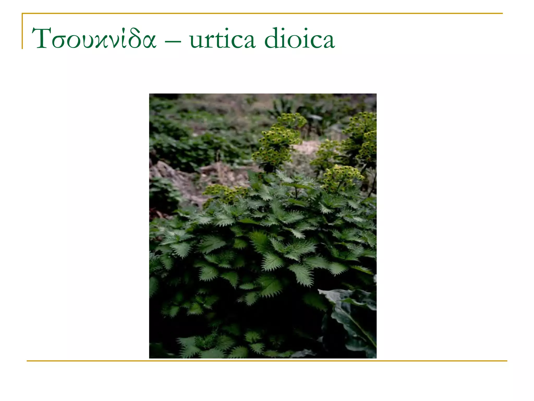 Τσουκνίδα – urtica dioica  