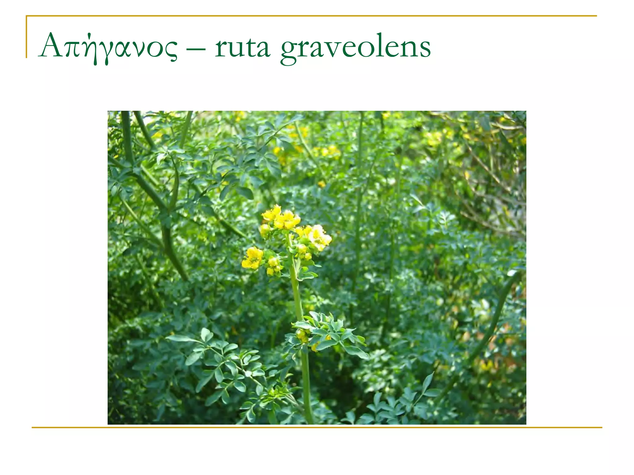 Απήγανος – ruta graveolens  