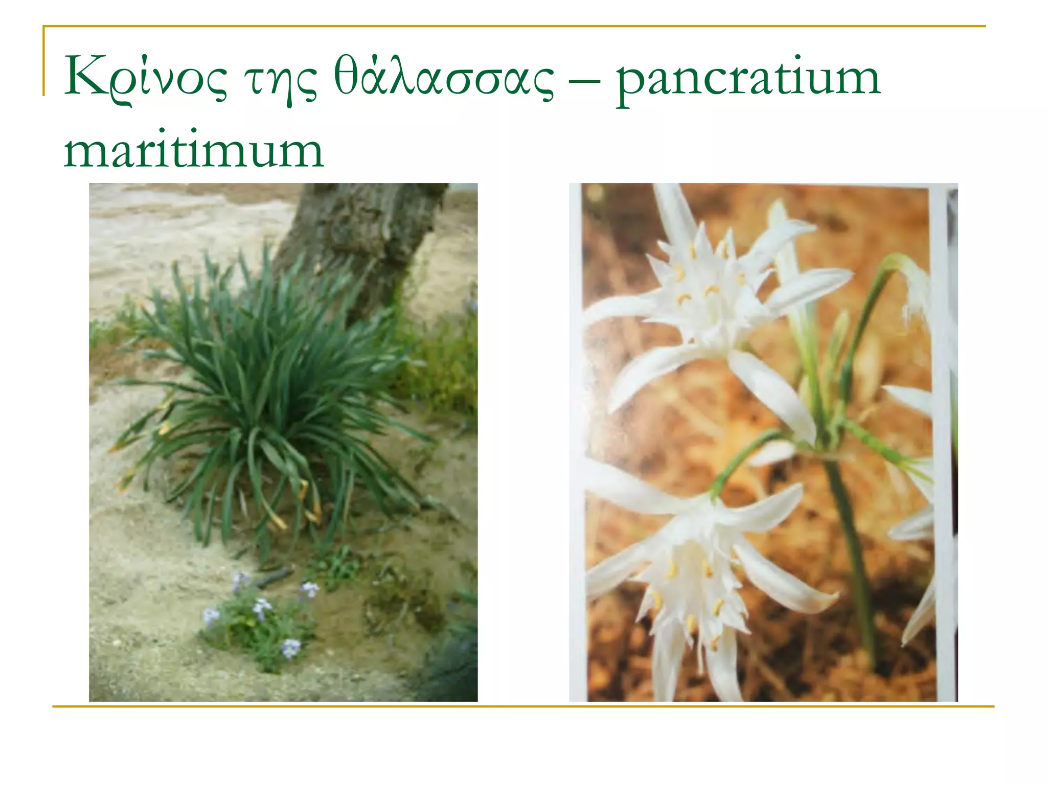 Κρίνος της θάλασσας – pancratium maritimum  