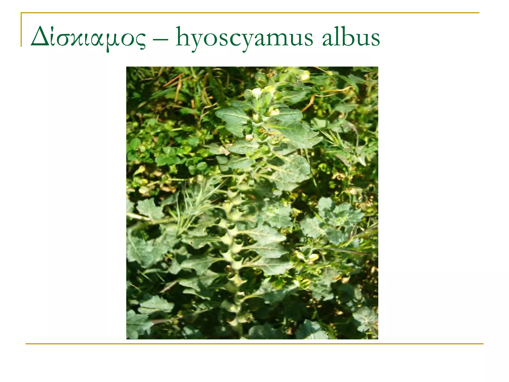 Δίσκιαμος – hyoscyamus albus  