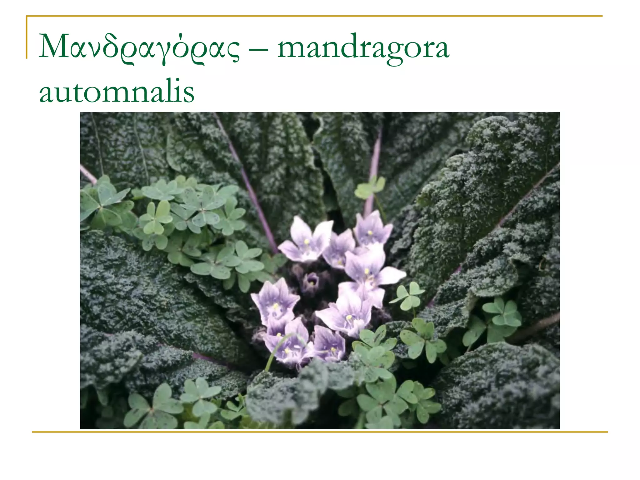 Μανδραγόρας – mandragora automnalis  
