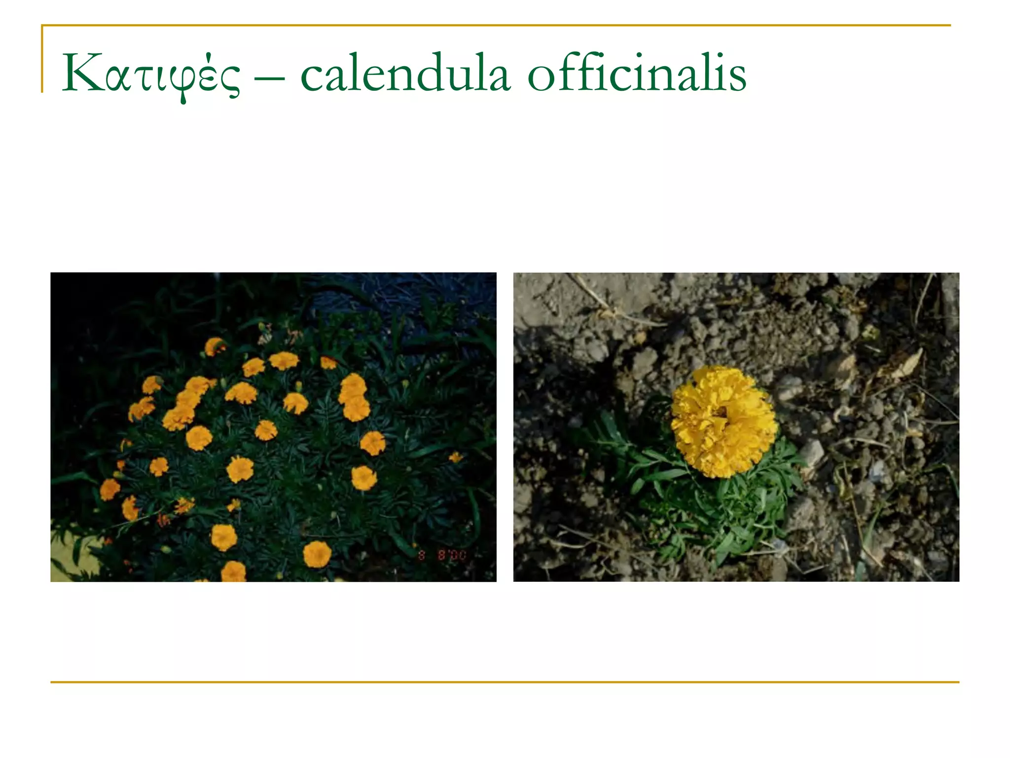 Κατιφές – calendula officinalis  