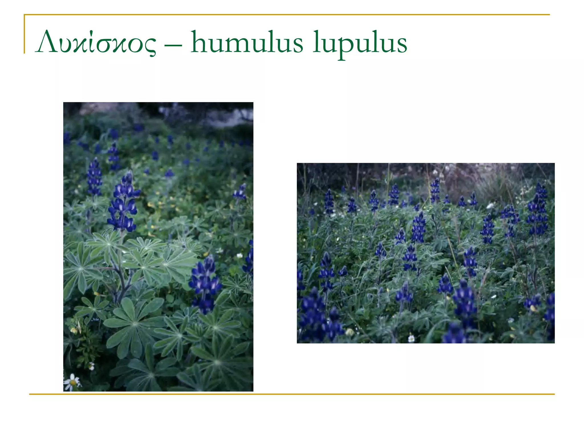 Λυκίσκος – humulus lupulus  