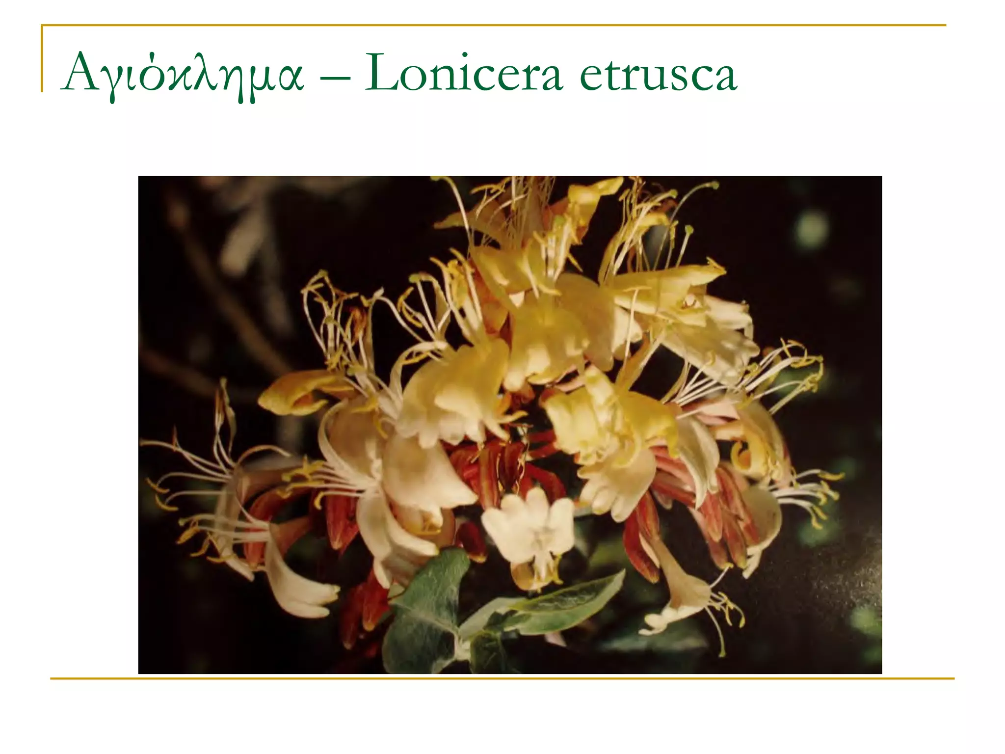 Αγιόκλημα – Lonicera etrusca  
