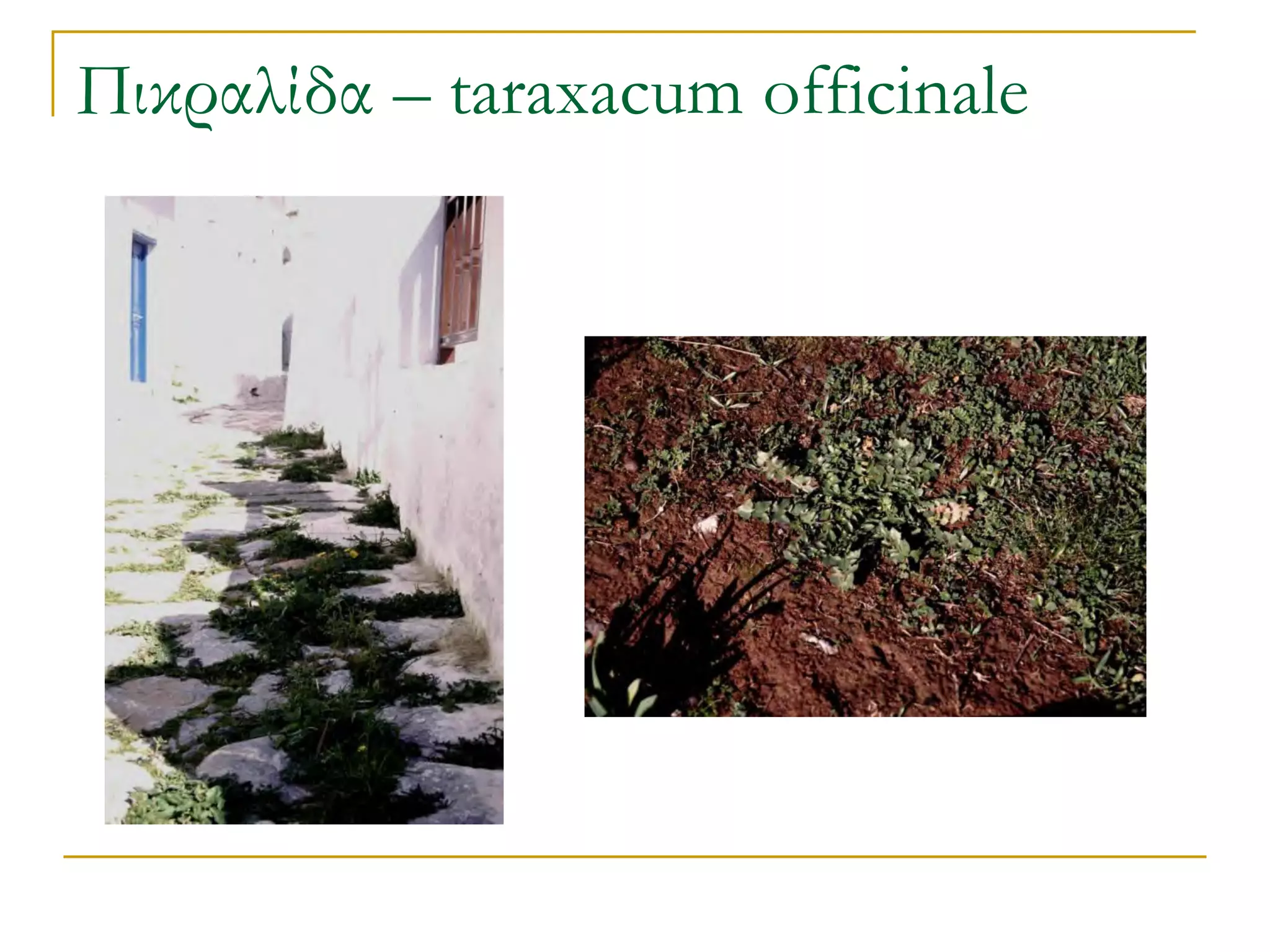 Πικραλίδα – taraxacum officinale  