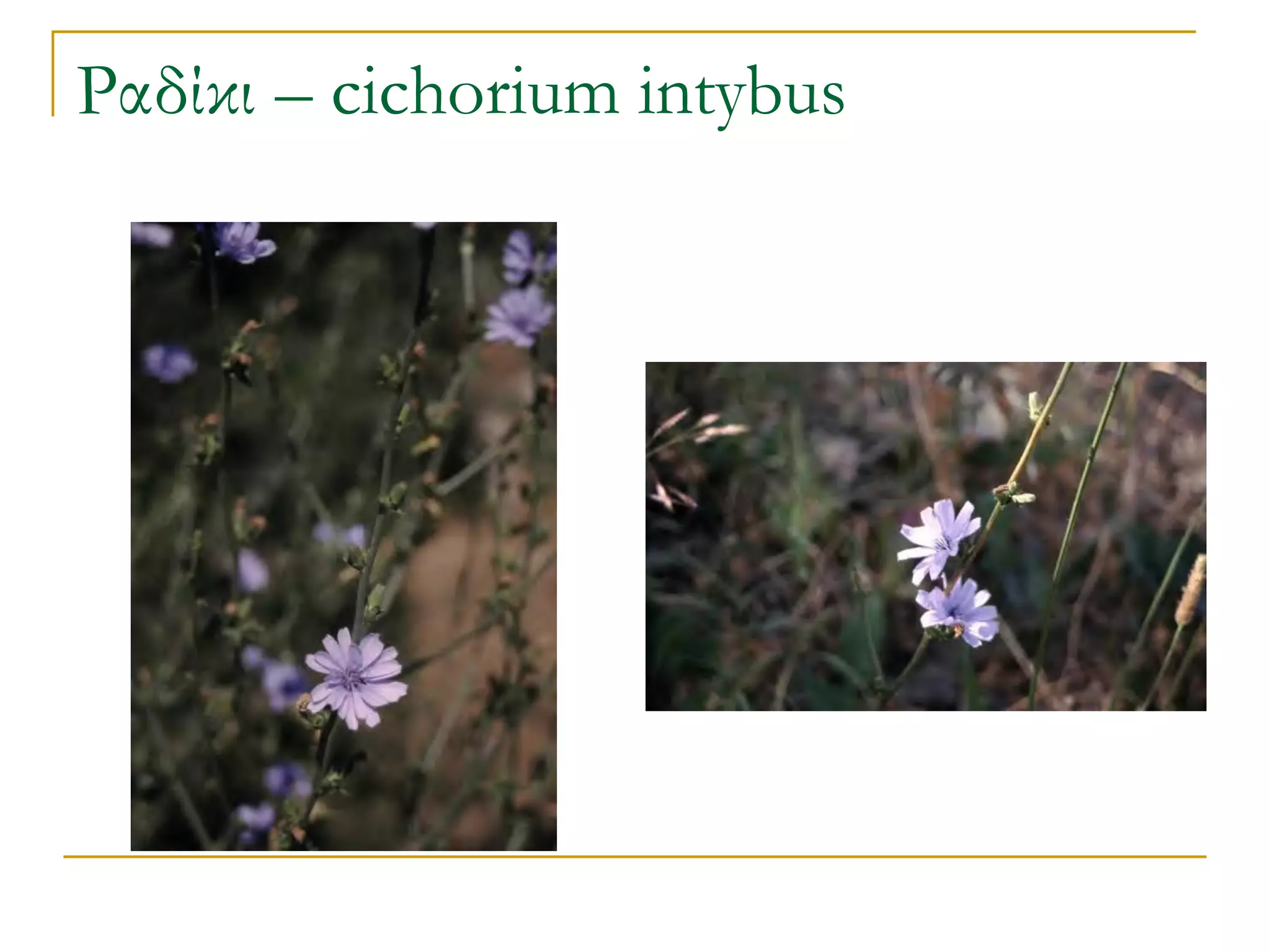 Ραδίκι – cichorium intybus  