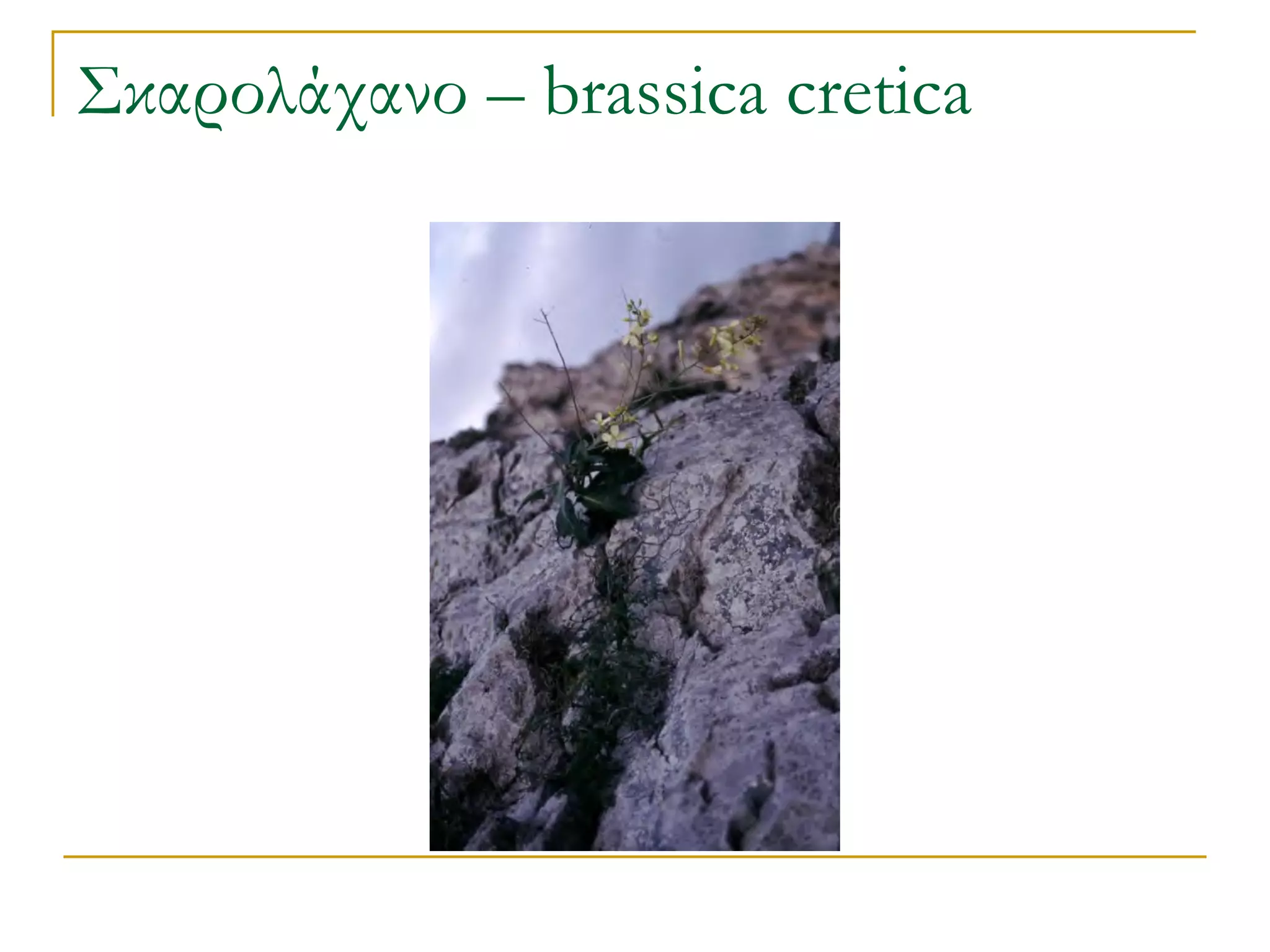 Σκαρολάχανο – brassica cretica  