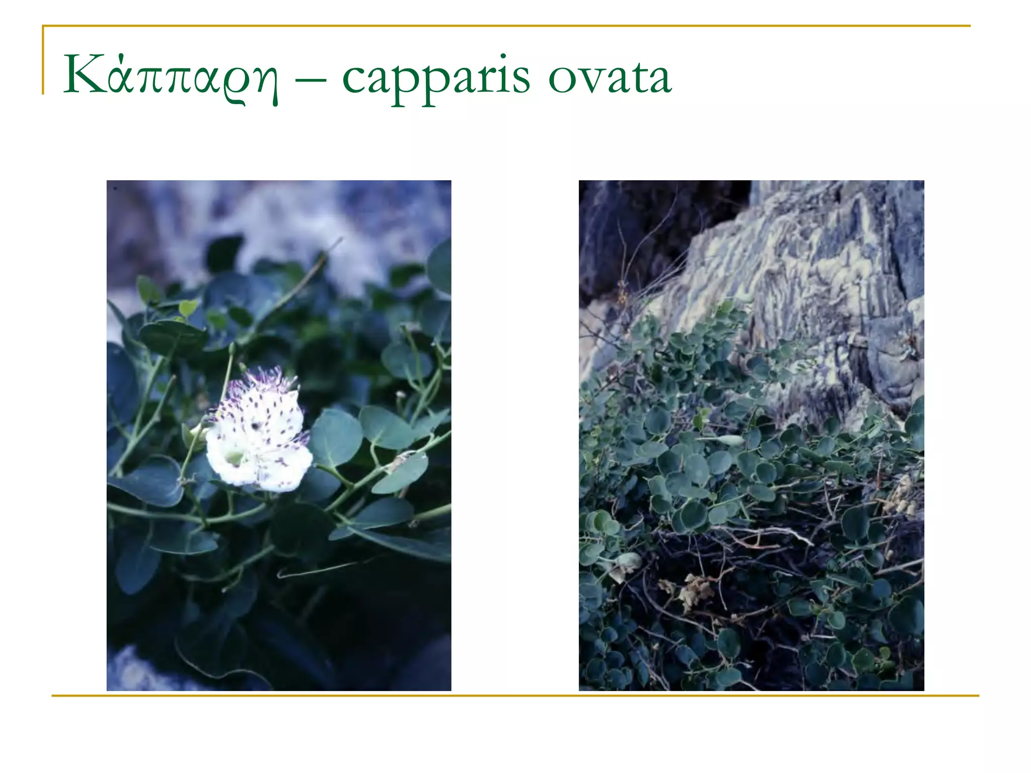Κάππαρη – capparis ovata  
