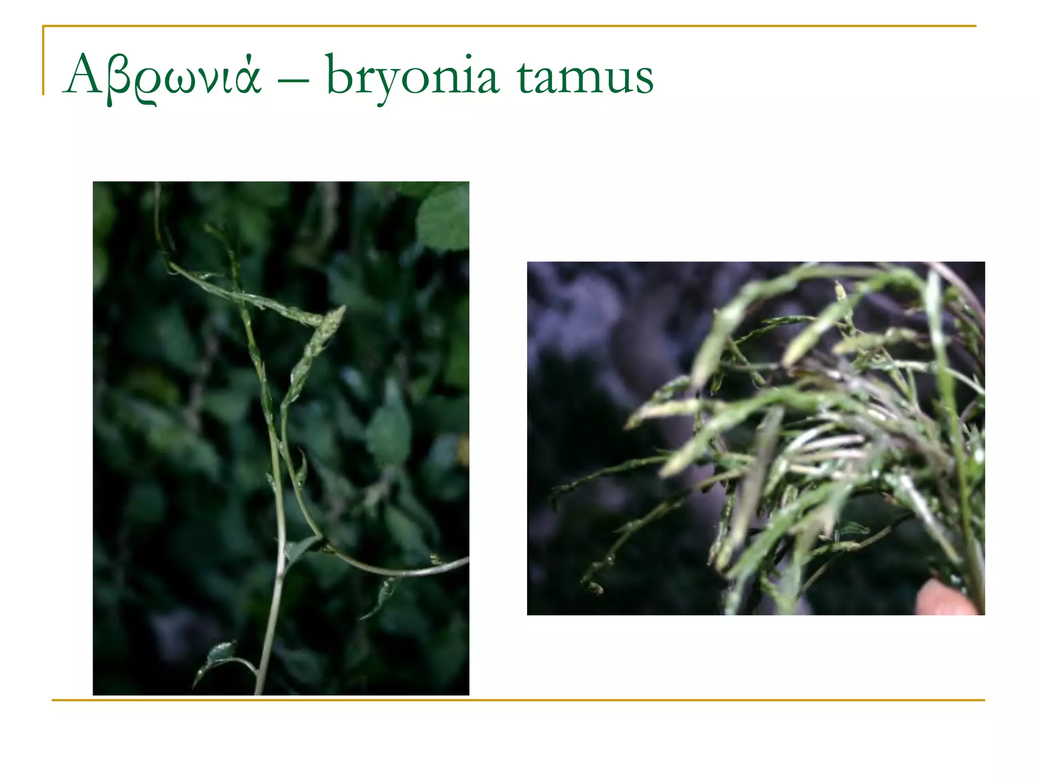 Αβρωνιά – bryonia tamus  