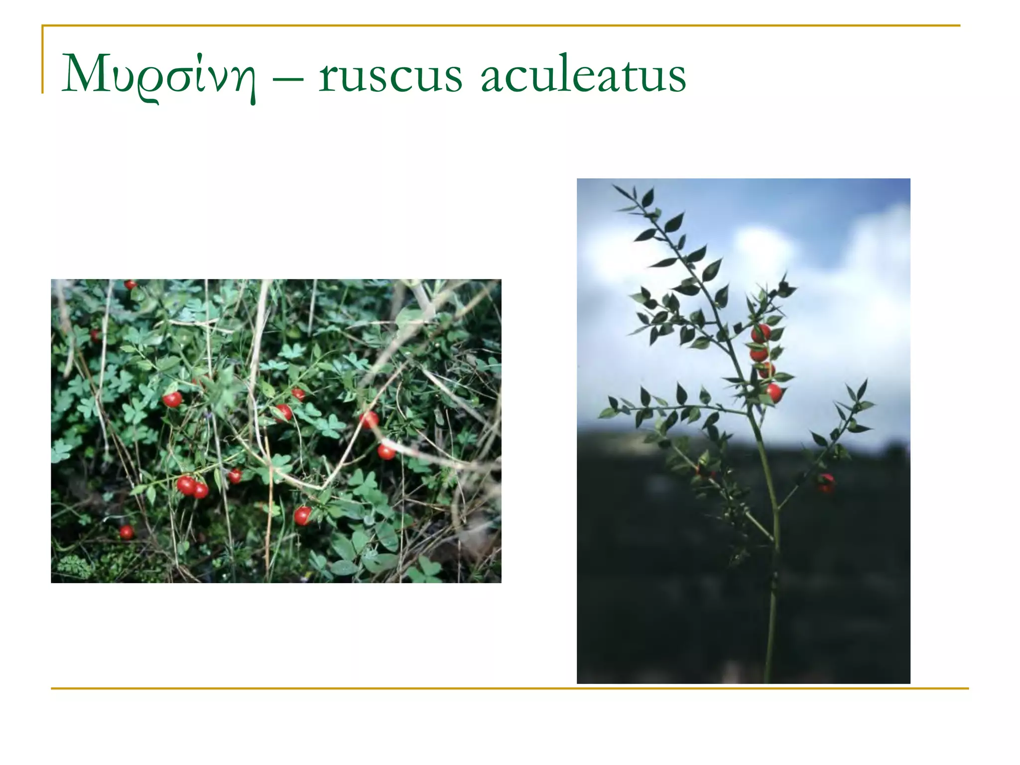 Μυρσίνη – ruscus aculeatus  