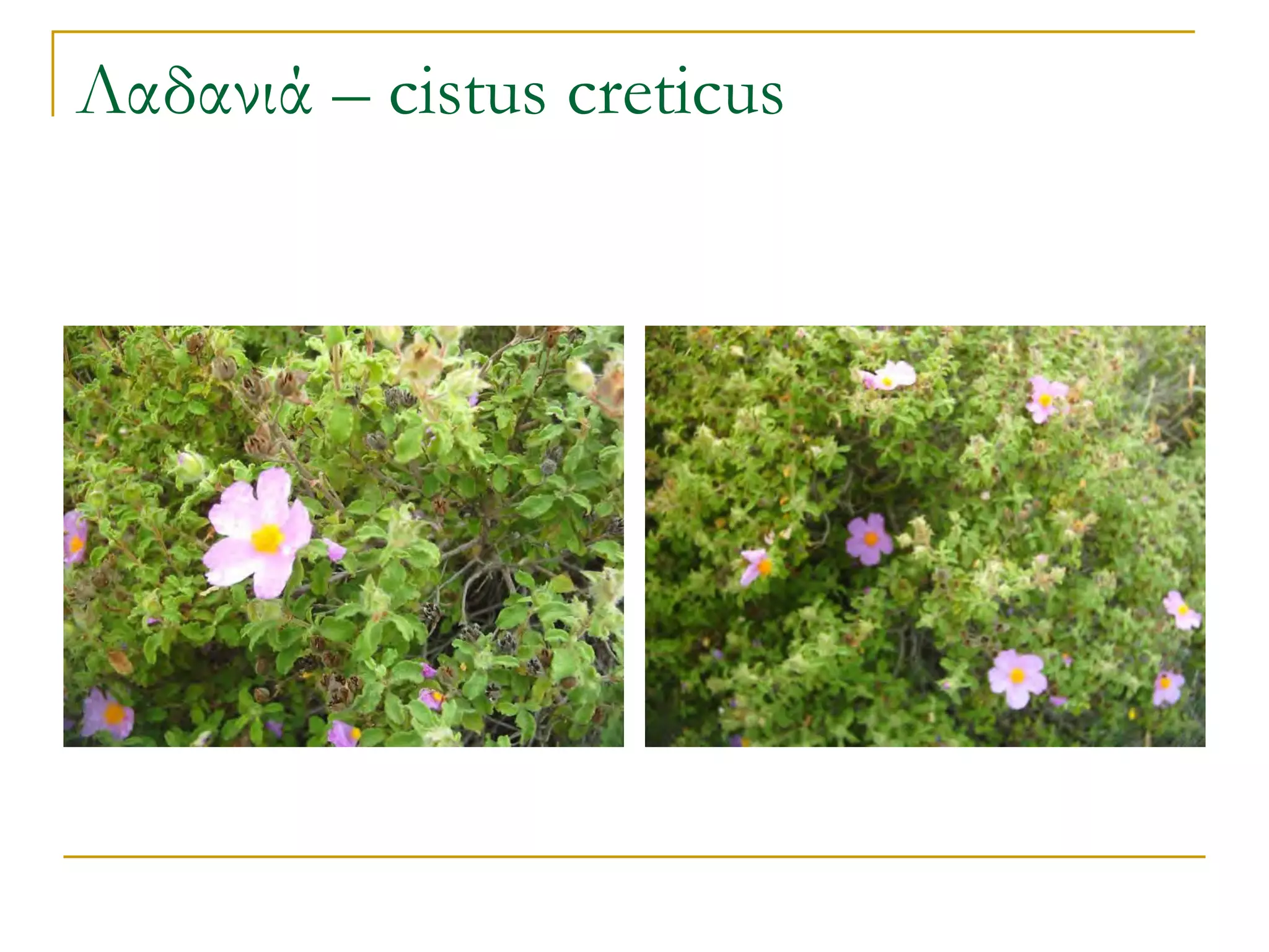 Λαδανιά – cistus creticus  