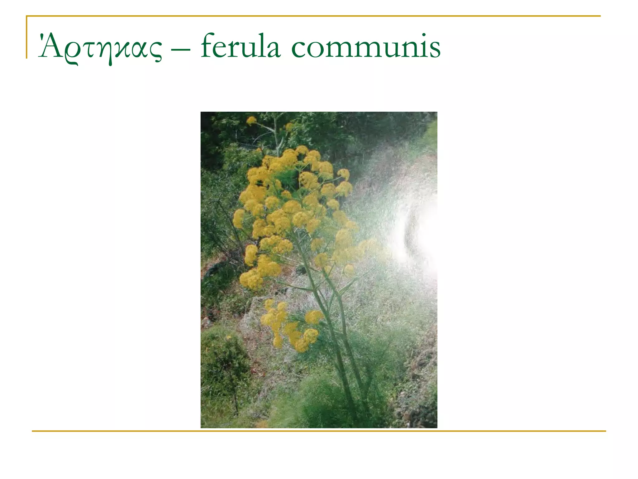 Άρτηκας – ferula communis  