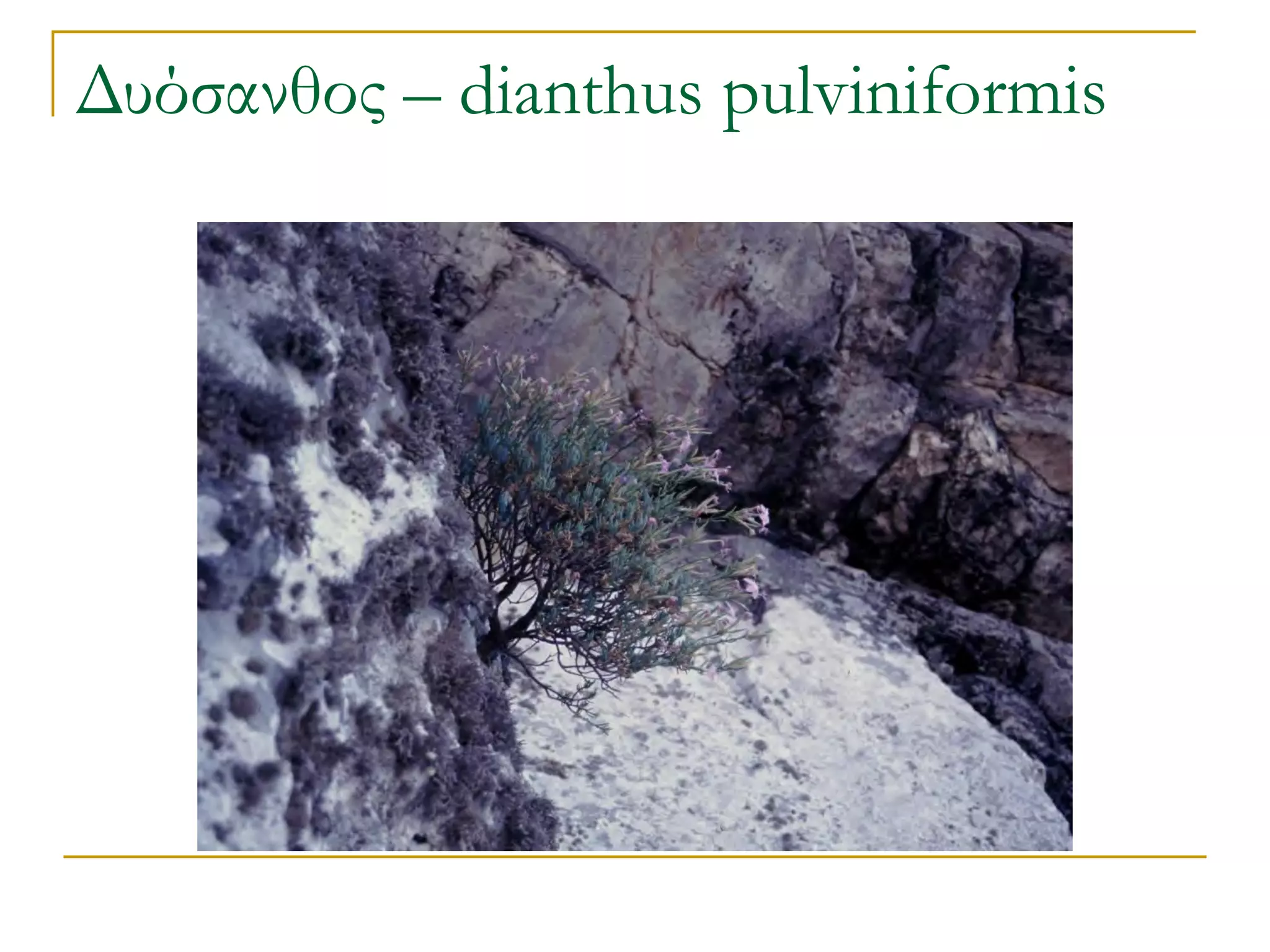 Δυόσανθος – dianthus pulviniformis  