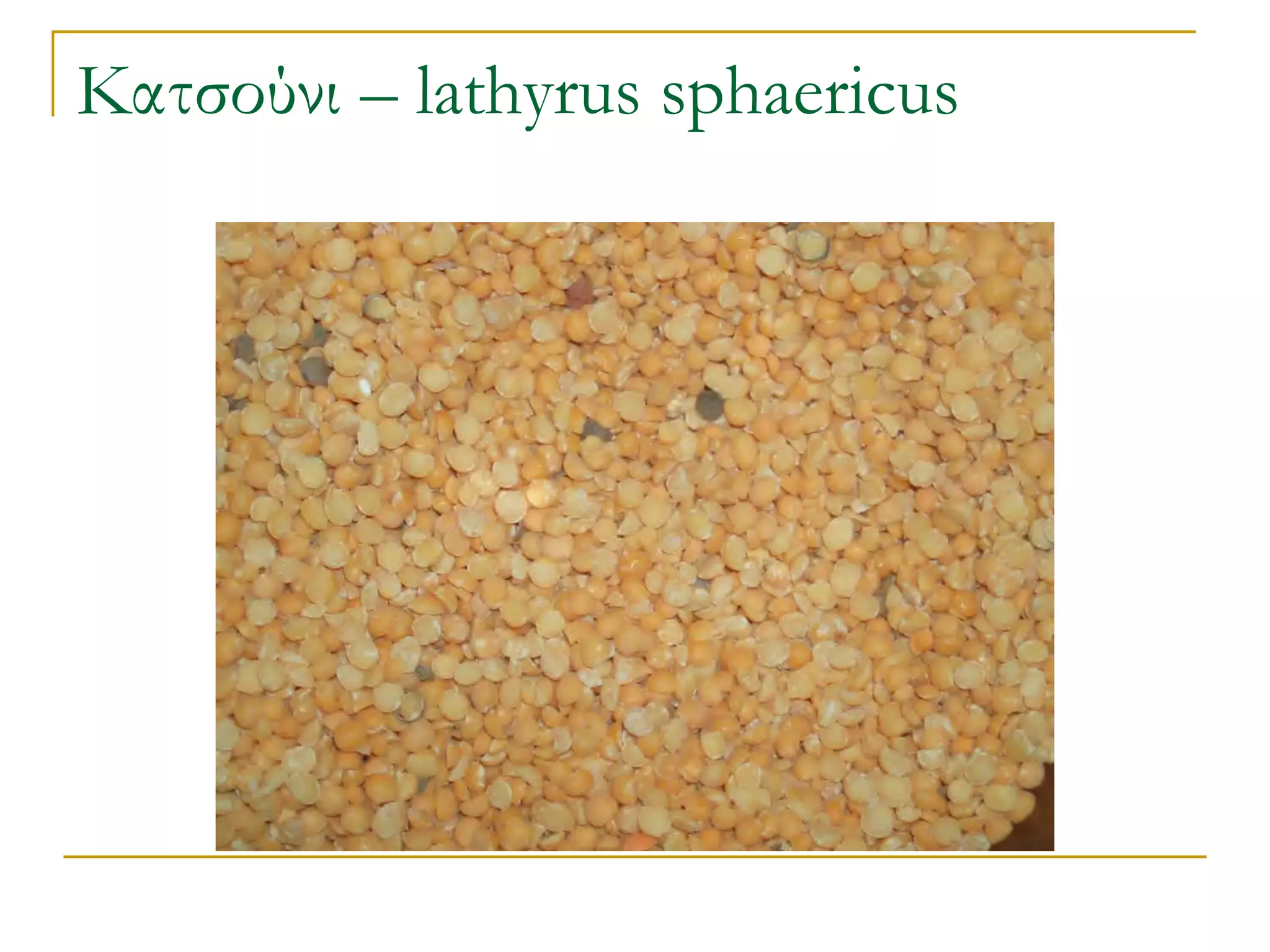 Κατσούνι – lathyrus sphaericus  