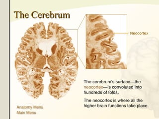 The human-brain-anatomy | PPT