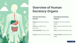 Overview of Human
Excretory Organs
Primary Excretory
System
Kidneys: filter blood, produce
urine
Ureters: transport urine
downward
Urinary bladder: stores urine
Urethra: expels urine from body
Secondary Excretory
Organs
Lungs: remove CO₂ and water
vapour
Skin: excretes sweat (water, salts,
urea)
Liver: converts ammonia to urea
Large intestine: eliminates solid
waste
 