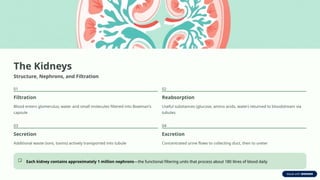 The Kidneys
Structure, Nephrons, and Filtration
01
Filtration
Blood enters glomerulus; water and small molecules filtered into Bowman's
capsule
02
Reabsorption
Useful substances (glucose, amino acids, water) returned to bloodstream via
tubules
03
Secretion
Additional waste (ions, toxins) actively transported into tubule
04
Excretion
Concentrated urine flows to collecting duct, then to ureter
Each kidney contains approximately 1 million nephrons—the functional filtering units that process about 180 litres of blood daily
 