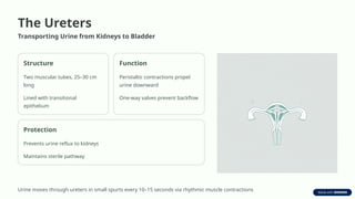 The Ureters
Transporting Urine from Kidneys to Bladder
Structure
Two muscular tubes, 25–30 cm
long
Lined with transitional
epithelium
Function
Peristaltic contractions propel
urine downward
One-way valves prevent backflow
Protection
Prevents urine reflux to kidneys
Maintains sterile pathway
Urine moves through ureters in small spurts every 10–15 seconds via rhythmic muscle contractions
 