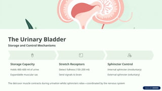 The Urinary Bladder
Storage and Control Mechanisms
Storage Capacity
Holds 400–600 ml of urine
Expandable muscular sac
Stretch Receptors
Detect fullness (150–200 ml)
Send signals to brain
Sphincter Control
Internal sphincter (involuntary)
External sphincter (voluntary)
The detrusor muscle contracts during urination whilst sphincters relax—coordinated by the nervous system
 