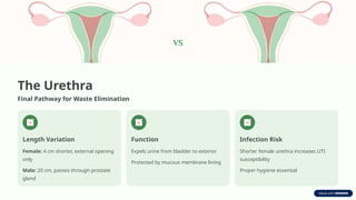 The Urethra
Final Pathway for Waste Elimination
Length Variation
Female: 4 cm shorter, external opening
only
Male: 20 cm, passes through prostate
gland
Function
Expels urine from bladder to exterior
Protected by mucous membrane lining
Infection Risk
Shorter female urethra increases UTI
susceptibility
Proper hygiene essential
 