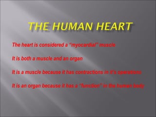 The heart is considered a “myocardial” muscle
It is both a muscle and an organ
It is a muscle because it has contractions in it’s operations
It is an organ because it has a “function” in the human body
 