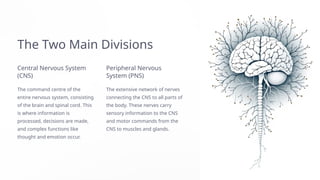 Comprehensive Overview of the Human Nervous System: Structure and ...