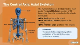 The Human Skeleton: Structure, Function, and Vital Roles Explained | PPTX