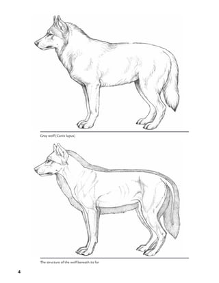 4
The structure of the wolf beneath its fur
Gray wolf (Canis lupus)
 