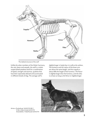 5
The skeletal structure of the wolf
Unlike the other members of the Order Carnivora,
the cats, bears and weasels, the wolf is a rather
unspecialized predator built for a combination
of speed, strength and stamina, qualities that
have been separately selected and accentuated
in different breeds of dog. The average wolf is
slightly longer in body than it is tall at the withers.
The humerus and the radius of the lower arm
are about the same length, and the scapula is
about 80% the length of the humerus. The femur
is slightly longer than the humerus, and the tibia
is at least as long as the femur or slightly longer.
Humerus Femur
Radius
Tibia
Arrow v Zuckerburg SchH3 FH Kkl 1
	 V Aik v Haus Cindy SchH3 FH
	 Xinerobella v Tiekerhoook SchH3 FH
Scapula
 