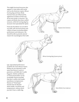 6
Coyote (Canis latrans)
African hunting dog (Lycaon pictus)
Asian dhole (Cuon alpinus)
type. Specialized performance
would be the most obvious reason.
Wolves are not required to scale
seven foot fences or work on
pavement, and GSDs don’t tackle
big game. Esthetic preference
or historical precedent can be
acceptable reasons provided
they don’t conflict with health,
soundness or temperament.
Notions of “breed type”
should never be elevated
above health, soundness and
temperament, without which
you don’t have a viable dog.
This highly functional structure also
appears in most other wild canids
such as the American coyote, African
hunting dog and Asian dhole.
Humans have not influenced the
appearance of these animals and
all are very similar in structure. The
coyote and dhole show basic wolfish
structure, while the hunting dog has
structure more specialized for speed.
From this foundation we can derive
our GSD, with structure proven over
millions of years to provide athletic
performance and endurance. We
should be able to provide rational
reasons for any divergence from wild
 