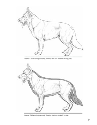 7
Normal GSD standing naturally, with the rear foot beneath the hip joint
Normal GSD standing naturally, showing structure beneath its coat
 