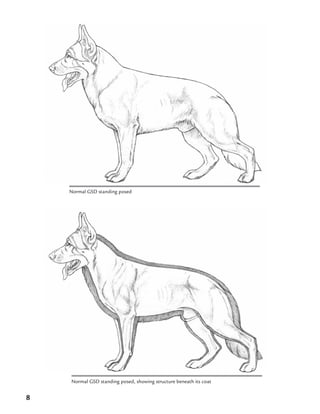 8
Normal GSD standing posed
Normal GSD standing posed, showing structure beneath its coat
 