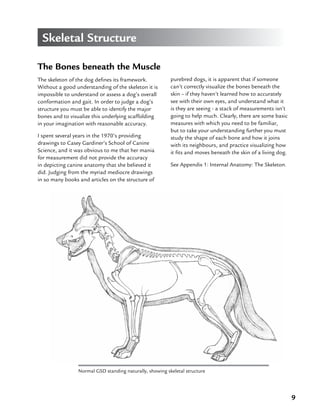 9
Skeletal Structure
The Bones beneath the Muscle
The skeleton of the dog defines its framework.
Without a good understanding of the skeleton it is
impossible to understand or assess a dog’s overall
conformation and gait. In order to judge a dog’s
structure you must be able to identify the major
bones and to visualize this underlying scaffolding
in your imagination with reasonable accuracy.
I spent several years in the 1970’s providing
drawings to Casey Gardiner’s School of Canine
Science, and it was obvious to me that her mania
for measurement did not provide the accuracy
in depicting canine anatomy that she believed it
did. Judging from the myriad mediocre drawings
in so many books and articles on the structure of
purebred dogs, it is apparent that if someone
can’t correctly visualize the bones beneath the
skin – if they haven’t learned how to accurately
see with their own eyes, and understand what it
is they are seeing - a stack of measurements isn’t
going to help much. Clearly, there are some basic
measures with which you need to be familiar,
but to take your understanding further you must
study the shape of each bone and how it joins
with its neighbours, and practice visualizing how
it fits and moves beneath the skin of a living dog.
Normal GSD standing naturally, showing skeletal structure
See Appendix 1: Internal Anatomy: The Skeleton.
 