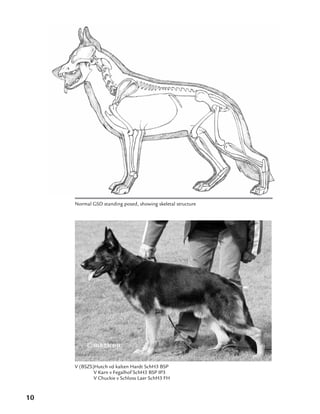 10
Normal GSD standing posed, showing skeletal structure
V (BSZS)Hutch vd kalten Hardt SchH3 BSP
	 V Karn v Fegalhof SchH3 BSP IP3
	 V Chuckie v Schloss Laer SchH3 FH	
 