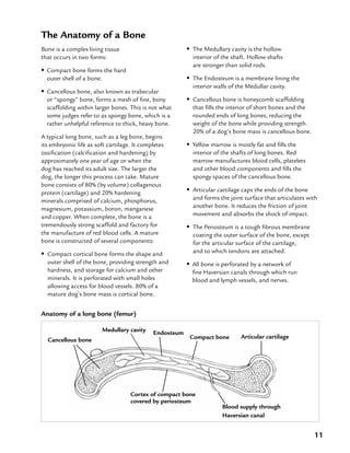 11
The Anatomy of a Bone
Bone is a complex living tissue
that occurs in two forms:
•• Compact bone forms the hard
outer shell of a bone.
•• Cancellous bone, also known as trabecular
or “spongy” bone, forms a mesh of fine, bony
scaffolding within larger bones. This is not what
some judges refer to as spongy bone, which is a
rather unhelpful reference to thick, heavy bone.
A typical long bone, such as a leg bone, begins
its embryonic life as soft cartilage. It completes
ossification (calcification and hardening) by
approximately one year of age or when the
dog has reached its adult size. The larger the
dog, the longer this process can take. Mature
bone consists of 80% (by volume) collagenous
protein (cartilage) and 20% hardening
minerals comprised of calcium, phosphorus,
magnesium, potassium, boron, manganese
and copper. When complete, the bone is a
tremendously strong scaffold and factory for
the manufacture of red blood cells. A mature
bone is constructed of several components:
•• Compact cortical bone forms the shape and
outer shell of the bone, providing strength and
hardness, and storage for calcium and other
minerals. It is perforated with small holes
allowing access for blood vessels. 80% of a
mature dog’s bone mass is cortical bone.
•• The Medullary cavity is the hollow
interior of the shaft. Hollow shafts
are stronger than solid rods.
•• The Endosteum is a membrane lining the
interior walls of the Medullar cavity.
•• Cancellous bone is honeycomb scaffolding
that fills the interior of short bones and the
rounded ends of long bones, reducing the
weight of the bone while providing strength.
20% of a dog’s bone mass is cancellous bone.
•• Yellow marrow is mostly fat and fills the
interior of the shafts of long bones. Red
marrow manufactures blood cells, platelets
and other blood components and fills the
spongy spaces of the cancellous bone.
•• Articular cartilage caps the ends of the bone
and forms the joint surface that articulates with
another bone. It reduces the friction of joint
movement and absorbs the shock of impact.
•• The Periosteum is a tough fibrous membrane
coating the outer surface of the bone, except
for the articular surface of the cartilage,
and to which tendons are attached.
•• All bone is perforated by a network of
fine Haversian canals through which run
blood and lymph vessels, and nerves.
Blood supply through
Haversian canal
Compact bone Articular cartilage
Cortex of compact bone
covered by periosteum
Medullary cavity
Cancellous bone
Anatomy of a long bone (femur)
Endosteum
 