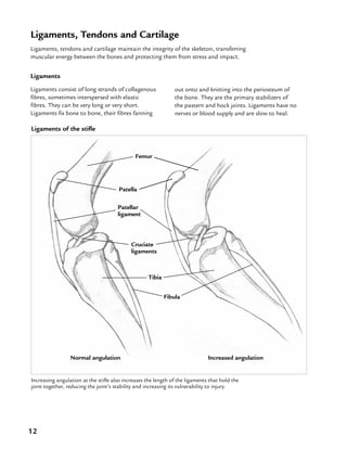 12
Ligaments, Tendons and Cartilage
Ligaments, tendons and cartilage maintain the integrity of the skeleton, transferring
muscular energy between the bones and protecting them from stress and impact.
out onto and knitting into the periosteum of
the bone. They are the primary stabilizers of
the pastern and hock joints. Ligaments have no
nerves or blood supply and are slow to heal.
Ligaments of the stifle
Increasing angulation at the stifle also increases the length of the ligaments that hold the
joint together, reducing the joint’s stability and increasing its vulnerability to injury.
Femur
Patella
Tibia
Fibula
Cruciate
ligaments
Patellar
ligament
Ligaments
Ligaments consist of long strands of collagenous
fibres, sometimes interspersed with elastic
fibres. They can be very long or very short.
Ligaments fix bone to bone, their fibres fanning
Normal angulation Increased angulation
 