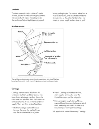 13
Tendons
Tendons are tough, white cables of closely
packed, parallel bundles of collagenous fibres
interspersed with elastic fibres to provide
the tendon sufficient flexibility to withstand
strong pulling forces. The tendon is knit into a
muscle at one end, and attached to the bone
it must move at the other. Tendons have no
nerves or blood supply and are slow to heal.
Cartilage
Cartilage is the material that forms the
embryonic skeleton, and later ossifies into
bone. In the adult dog, cartilage forms the
ears, nose and vertebral disks and covers the
surfaces of joints. It has no nerves or blood
supply. There are three kinds of cartilage.
•• Hyaline Cartilage is a flexible tissue
forming the nose, the tracheal rings,
and the articular surfaces of joints.
Achilles tendon
The Achilles tendon inserts onto the calcaneus bone (the tip of the heel
bone) and opens the hock when the gastrocnemius muscle contracts.
Achilles tendon
Gastrocnemius m.
Femur
Calcaneus b.
Tibia
•• Elastic Cartilage is modified Hyaline,
more supple, forming the ears, the
Eustachian tubes and the epiglottis.
•• Fibrocartilage is tough, dense, fibrous
material found between the bony vertebral
disks. The body also uses it to form scar
tissue to repair torn hyaline cartilage.
See Appendix 1: Internal Anatomy: Cartilage.
Insertion of Achilles
on calcaneus b.
Origin of muscle
on the femur
Fibula
Hock joint
 