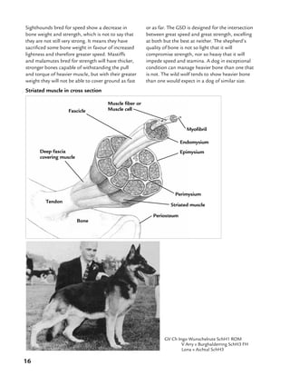 16
Sighthounds bred for speed show a decrease in
bone weight and strength, which is not to say that
they are not still very strong. It means they have
sacrificed some bone weight in favour of increased
lightness and therefore greater speed. Mastiffs
and malamutes bred for strength will have thicker,
stronger bones capable of withstanding the pull
and torque of heavier muscle, but with their greater
weight they will not be able to cover ground as fast
or as far. The GSD is designed for the intersection
between great speed and great strength, excelling
at both but the best at neither. The shepherd’s
quality of bone is not so light that it will
compromise strength, nor so heavy that it will
impede speed and stamina. A dog in exceptional
condition can manage heavier bone than one that
is not. The wild wolf tends to show heavier bone
than one would expect in a dog of similar size.
Deep fascia
covering muscle
Muscle fiber or
Muscle cell
Myofibril
Endomysium
Epimysium
Perimysium
Periosteum
Bone
Tendon
Striated muscle in cross section
GV Ch Ingo Wunschelrute SchH1 ROM
	 V Arry v Burghalderring SchH3 FH
	 Lona v Aichtal SchH3	
Striated muscle
Fascicle
 