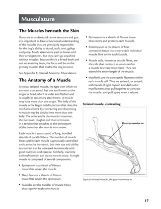 17
Musculature
The Muscles beneath the Skin
If you are to understand canine structure and gait,
it is important to have a functional understanding
of the muscles that are principally responsible
for the dog’s ability to stand, walk, trot, gallop
and jump. Much attention is paid to bones and
their arrangements, but they can’t go anywhere
without muscles. Because this is a breed book and
not an anatomy book, the focus will be on the
primary muscles that enable the dog to move.
See Appendix 1: Internal Anatomy: Musculature.
The Anatomy of a Muscle
A typical striated muscle, the type with which we
are most concerned, has one end known as the
origin or head, which is wider and fleshier and
is usually its stationary attachment. A muscle
may have more than one origin. The belly of the
muscle is the larger middle portion that does the
mechanical work by contracting and shortening.
A muscle may be divided into more than one
belly. The other end is the muscle’s insertion,
the narrower, tougher end that terminates
in a tendon that attaches to the periosteum
of the bone that the muscle must move.
Each muscle is constructed of long, bundled
strands of parallel fibres. The number of muscle
fibres within each muscle is genetically controlled
and cannot be increased, but their size and ability
to contract can be increased dramatically with
good nutrition and exercise. Similarly, inactivity
and malnutrition can waste muscle tissue. A single
muscle is composed of several components.
•• Epimysium is a sheath of fibrous
tissue that covers the muscle.
•• Deep fascia is a sheath of fibrous
tissue that covers the epimysium.
•• Fascicles are the bundles of muscle fibres
that together make one muscle.
•• Perimysium is a sheath of fibrous tissue
that covers and protects each Fascicle.
•• Endomysium is the sheath of finer
connective tissue that covers each individual
muscle fibre within each fascicle.
•• Muscle cells, known as muscle fibres, are
the cells that contract in unison within
a muscle to create movement. They can
extend the entire length of the muscle.
•• Myofibrils are the contractile filaments within
each muscle cell. They are striated, or striped,
with bands of light myosin and dark actin
myofilaments that pull together to contract
the muscle, and pull apart when it relaxes.
Typical striated muscle, the gastrocnemius m.
Striated muscle, contracting
Gastrocnemius m.
 