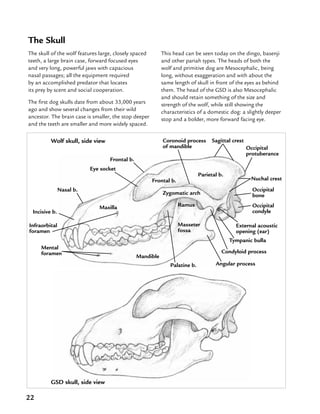 22
The Skull
The skull of the wolf features large, closely spaced
teeth, a large brain case, forward focused eyes
and very long, powerful jaws with capacious
nasal passages; all the equipment required
by an accomplished predator that locates
its prey by scent and social cooperation.
The first dog skulls date from about 33,000 years
ago and show several changes from their wild
ancestor. The brain case is smaller, the stop deeper
and the teeth are smaller and more widely spaced.
Wolf skull, side view
GSD skull, side view
This head can be seen today on the dingo, basenji
and other pariah types. The heads of both the
wolf and primitive dog are Mesocephalic, being
long, without exaggeration and with about the
same length of skull in front of the eyes as behind
them. The head of the GSD is also Mesocephalic
and should retain something of the size and
strength of the wolf, while still showing the
characteristics of a domestic dog: a slightly deeper
stop and a bolder, more forward facing eye.
Mandible
Maxilla
Occipital
bone
Eye socket
Tympanic bulla
Frontal b.
Zygomatic arch
Nasal b.
Incisive b.
Parietal b.
Occipital
protuberance
External acoustic
opening (ear)
Occipital
condyle
Coronoid process
of mandible
Masseter
fossa
Angular process
Nuchal crest
Sagittal crest
Frontal b.
Infraorbital
foramen
Mental
foramen
Palatine b.
Condyloid process
Ramus
 