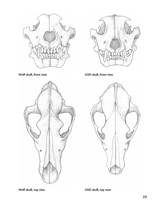 23
Wolf skull, front view
Wolf skull, top view
GSD skull, front view
GSD skull, top view
 