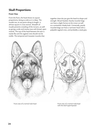 24
Skull Proportions
Front View
From the front, the head shows its square
proportions, being as wide as it is deep. The
muzzle too, at any point along its length, is
almost square in cross section. Breadth of
muzzle prevents crowding of the incisors, as well
as giving a wide and roomy nose with broad, open
nostrils. The top of the head between the ears is
nearly flat and the sagittal crest should not be
visible. The temporal and masseter muscles that
together close the jaw give the head its shape and
strength. Broad headed, heavily muscled dogs
can have a slight furrow at the crown as well
as a somewhat cheeky look. Conversely, poorly
muscled dogs can have a narrower head with a
palpable sagittal crest, and probably a weak grip.
Front view of a normal male head Front view of a normal male head
with the skull superimposed
 