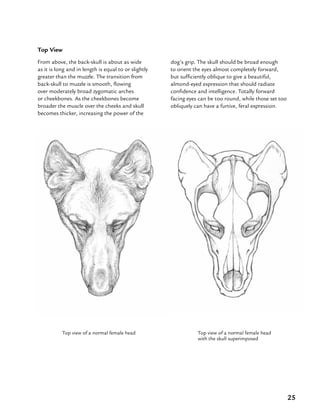 25
Top View
From above, the back-skull is about as wide
as it is long and in length is equal to or slightly
greater than the muzzle. The transition from
back-skull to muzzle is smooth, flowing
over moderately broad zygomatic arches
or cheekbones. As the cheekbones become
broader the muscle over the cheeks and skull
becomes thicker, increasing the power of the
Top view of a normal female head Top view of a normal female head
with the skull superimposed
dog’s grip. The skull should be broad enough
to orient the eyes almost completely forward,
but sufficiently oblique to give a beautiful,
almond-eyed expression that should radiate
confidence and intelligence. Totally forward
facing eyes can be too round, while those set too
obliquely can have a furtive, feral expression.
 