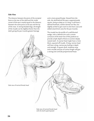 26
Side View
The distance between the point of the occipital
bone at the rear of the skull and the inside
corner of the eye is nearly equal to the distance
between the same point at the eye and the tip
of the nose. In strong-headed dogs, the length
of the muzzle can be slightly shorter than the
skull, giving the jaw muscles greater leverage
and a more powerful grip. Viewed from the
side, the skull behind the eyes is approximately
square, being as deep as it is long. It will have a
defined forehead, neither domed nor flat, but
slightly arched to give room to the brain case and
added attachment area for the jaw muscles.
The muzzle has the profile of a well blunted
wedge, with a defined chin and a convex
curvature of the lower line of the jawbone to
provide ample depth of bone to anchor deeply
rooted teeth. A coarser head might have a more
blunt, squared off muzzle. A long, narrow head
will have a long, narrow jaw lacking in depth
and strength. A square skull, moderate stop
and a muzzle and jaw of correct length will give
a strong and correctly proportioned head.
Side view of normal female head
Side view of normal female head
with the skull superimposed
 