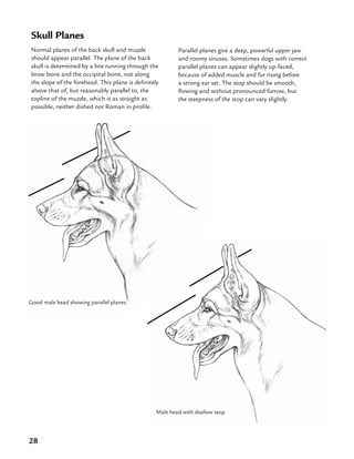 28
Skull Planes
Normal planes of the back skull and muzzle
should appear parallel. The plane of the back
skull is determined by a line running through the
brow bone and the occipital bone, not along
the slope of the forehead. This plane is definitely
above that of, but reasonably parallel to, the
topline of the muzzle, which is as straight as
possible, neither dished nor Roman in profile.
Parallel planes give a deep, powerful upper jaw
and roomy sinuses. Sometimes dogs with correct
parallel planes can appear slightly up-faced,
because of added muscle and fur rising before
a strong ear set. The stop should be smooth,
flowing and without pronounced furrow, but
the steepness of the stop can vary slightly.
Good male head showing parallel planes
Male head with shallow stop
 